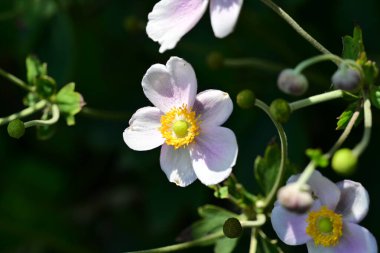 Anemone vitifolia in garden  clipart