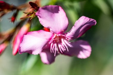 Güneşli yaz gününde bahçede büyüyen güzel çiçekler, yakın çekim.