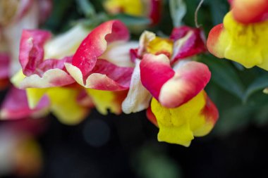 Bahçede açan güzel çiçeklerin yakın görüntüsü.          