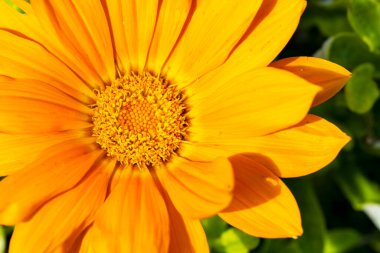 Gerbera çiçeği, kapat. 