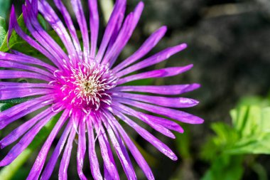 Bahçede yetişen güzel mor çiçekler. görünümü kapat