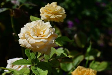 Yazın bahçede açan güzel çiçeklerin yakın görüntüsü.       