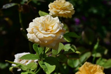 Yazın bahçede açan güzel çiçeklerin yakın görüntüsü.       