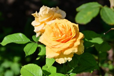 Güzel sarı gül çiçeklerinin yakın plan görüntüsü 