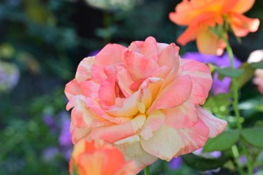 Bahçede açan güzel gül çiçeklerinin yakın plan görüntüsü 