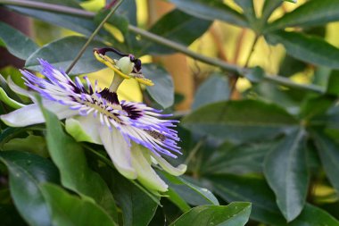 Mavi Tutku Çiçeği, Mavi Taç Tutku Çiçeği, Yeşil Bahçede Tutku Çiçeği  