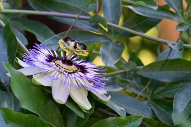Mavi Tutku Çiçeği, Mavi Taç Tutku Çiçeği, Yeşil Bahçede Tutku Çiçeği  