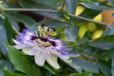 Mavi Tutku Çiçeği, Mavi Taç Tutku Çiçeği, Yeşil Bahçede Tutku Çiçeği  