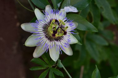 Mavi Tutku Çiçeği, Mavi Taç Tutku Çiçeği, Yeşil Bahçede Tutku Çiçeği  