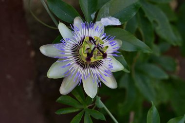 Mavi Tutku Çiçeği, Mavi Taç Tutku Çiçeği, Yeşil Bahçede Tutku Çiçeği  