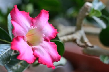 Bahçedeki pembe çiçekleri kapat.