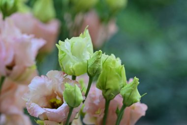 Bahçedeki güzel pembe çiçekler