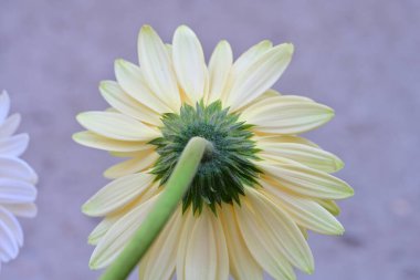 Gerbera çiçeği, kapat. 