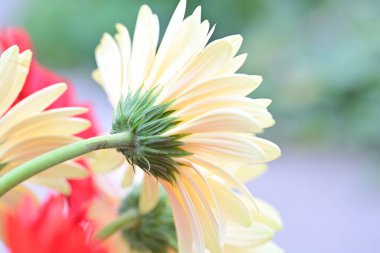 Gerbera çiçeği, kapat. 