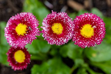 Gerbera çiçeği, kapat. 
