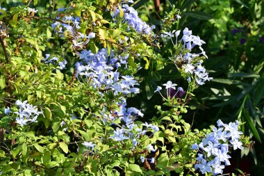 Bahçede açan güzel çiçeklerin yakın görüntüsü.          