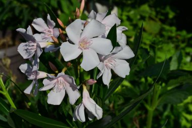 Bahçede açan güzel çiçeklerin yakın görüntüsü.          