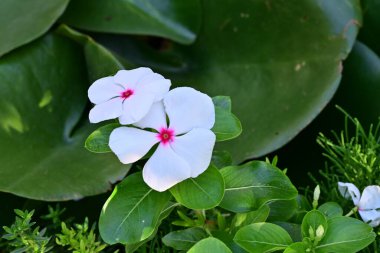 Bahçede açan güzel çiçeklerin yakın görüntüsü.          