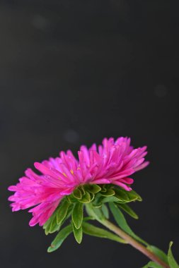 Pembe Aster siyah arkaplanda izole edildi 
