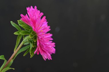 Pembe Aster siyah arkaplanda izole edildi 