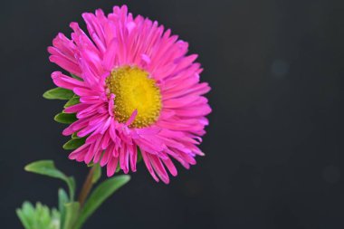 Pembe Aster siyah arkaplanda izole edildi 