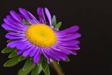 mor Aster siyah arkaplanda izole edildi 