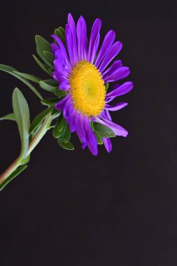 mor Aster siyah arkaplanda izole edildi 