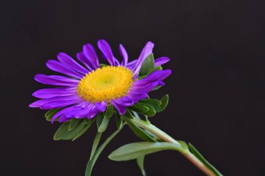 mor Aster siyah arkaplanda izole edildi 