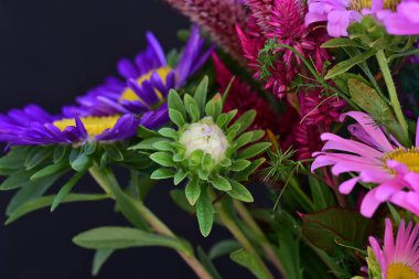 Pembe Asterlar siyah arkaplanda izole 