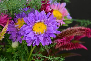 Pembe Asterlar siyah arkaplanda izole 