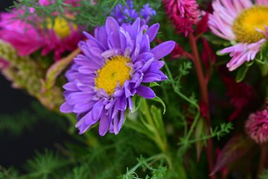 Pembe Asterlar siyah arkaplanda izole 