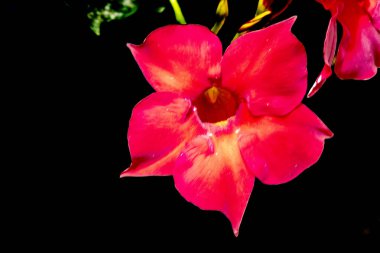 Kapkara çiçeklerin açtığı yakın çekim manzarası