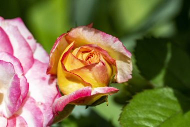 Güzel, taze güllerin yakın plan görüntüsü. 