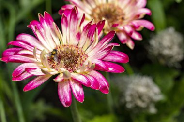 Bahçedeki pembe çiçekler