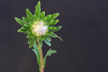 Bahçede büyüyen güzel çiçek tomurcuğunun yakın plan görüntüsü      