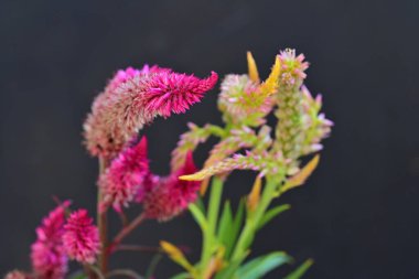 Celosia Flamingo Tüyleri pembe çiçekler, yeşil yapraklı çalılar siyah arkaplanda izole edilmiş 