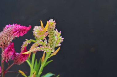 Celosia Flamingo Tüyleri pembe çiçekler, yeşil yapraklı çalılar siyah arkaplanda izole edilmiş 