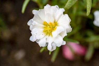 Bahçede açan güzel çiçeğin yakın plan görüntüsü.          