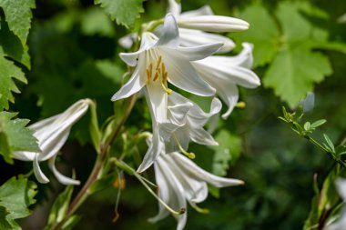 Beyaz Zambak çiçekler yaz bahçesinde 