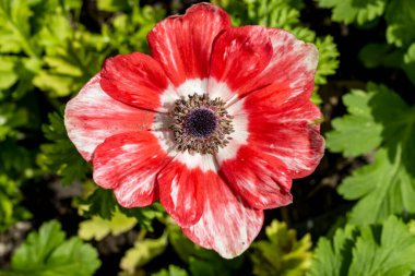 Bahçedeki güzel kırmızı çiçekler