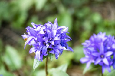 bahçede büyüyen güzel mor çiçekler