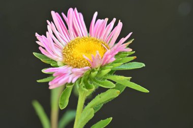 aystra çiçeği siyah arkaplanda izole edildi 