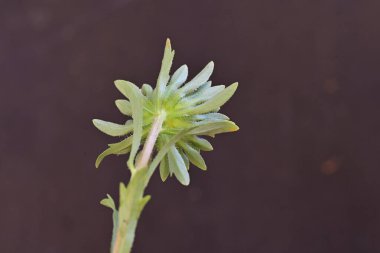 aystra çiçeği siyah arkaplanda izole edildi 