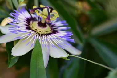 Mavi Tutku Çiçeği, Mavi Taç Tutku Çiçeği, Yeşil Bahçede Tutku Çiçeği 