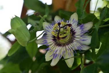 Mavi Tutku Çiçeği, Mavi Taç Tutku Çiçeği, Yeşil Bahçede Tutku Çiçeği 