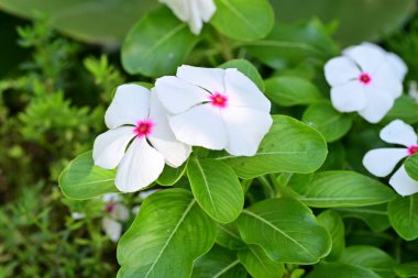 Bahçede açan güzel çiçeklerin yakın görüntüsü.          