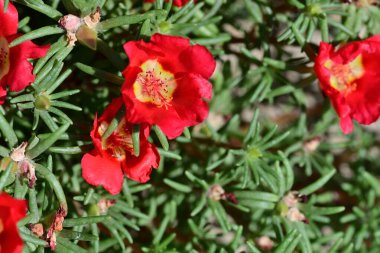 Bahçedeki güzel kırmızı çiçekler