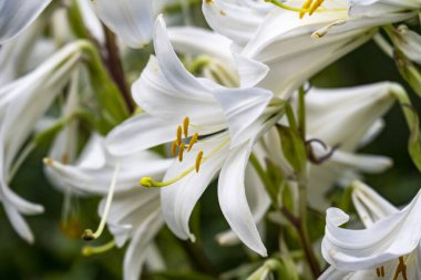 Bahçede açan güzel çiçeklerin yakın görüntüsü.          