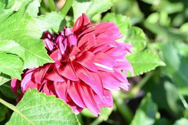 Bahçedeki pembe çiçekleri kapat.