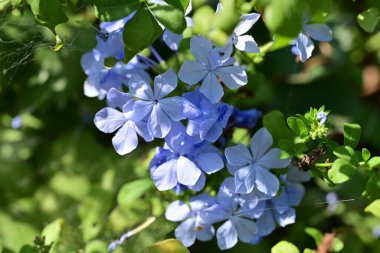 Bahçede açan güzel çiçeklerin yakın görüntüsü.          
